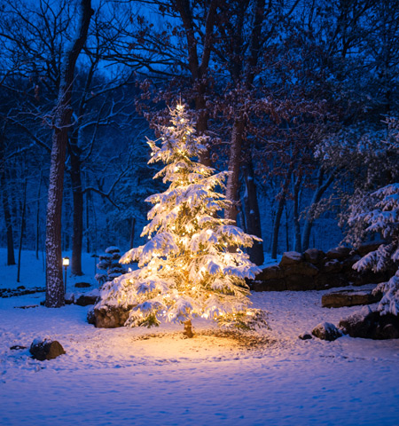 Drzewa - Iluminacje świąteczne